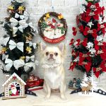 チワワ　のんちゃん　シルクパック