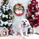 マルチーズ　ぺこくん