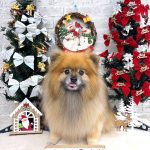 ポメラニアン　コロンちゃん