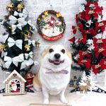 コーギーｘチワワ　もねちゃん　シルクパック