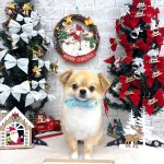 チワワ　まおくん　シルクパック