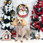 マルプー　海ちゃん　シルクパック