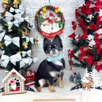 チワワ　タルトくん