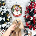 トイプードル　フォルテくん