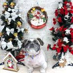 ペキニーズ　むくくん