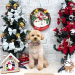 トイプードル　アディーちゃん