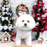 ビションフリーゼ　ラデュレくん