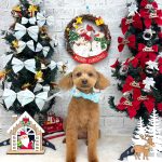 トイプードル　愛来（あいく）くん