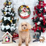 トイプードル　ふわりちゃん