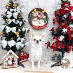 チワワ　チャイくん