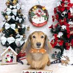 ダックスフンド　ラブちゃん