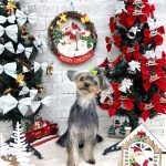 ヨークシャーテリア　ラピスラズリくん