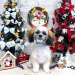 初めてご来店　シーズー＆マルチーズ　コアくん　PV動画あり