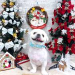 ペキニーズ　ロワくん　炭酸入浴　シルクパック