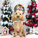 プードル＆ダックス　ぽんたくん