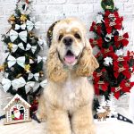 アメリカンコッカースパニエル　チャーリーくん