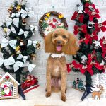 トイプードル　モコちゃん