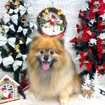 ポメラニアン　コロンちゃん