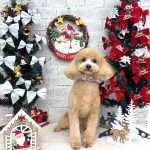 マルプー　ノエルちゃん