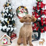 トイプードル　るるちゃん