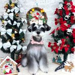 ミニュチュアシュナウザー　ベルちゃん