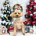 トイプードル　ももちゃん