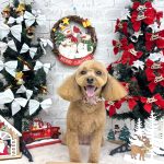 トイプードル　ラティちゃん