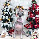 初めてご来店　ミニュチュアシュナウザー　リシェルちゃん　PV動画あり