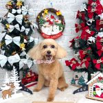 トイプードル　キャンディーちゃん