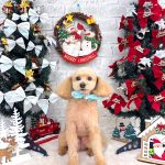 トイプードル　カプくん