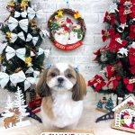 シーズー　マフィンちゃん