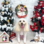 トイプードル　ももちゃん