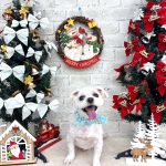 マルチーズ　シロくん