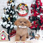 初めてご来店　トイプードル　ぽんたくん　PV動画あり