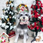 ミニュチュアシュナウザー　エマちゃん