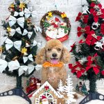 トイプードル　クースケくん