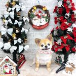 チワワ　かまくん