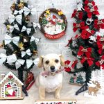 チワックス　とうふちゃん