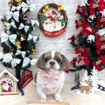 シーズー　ゆりちゃん