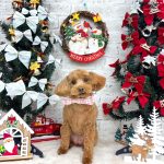 トイプードル　るるちゃん