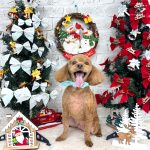 トイプードル　うららくん