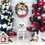 ペキプー　アナちゃん