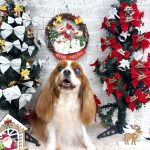 キャバリア　クレアちゃん