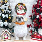 シーズーｘペキニーズ　　テヤンくん　泥パック