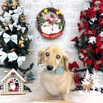 ダックスフンド　かいくん