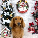 ミニュチュアダックス　チョコくん