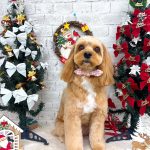 キャバxプー　ビスくん