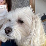 アリスちゃん　歯石取り