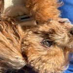 ちくわくん　歯石取り