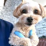 ココちゃん　歯石取り